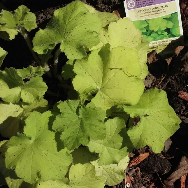 Alumroot Guacamole in the GardenTags plant encyclopedia