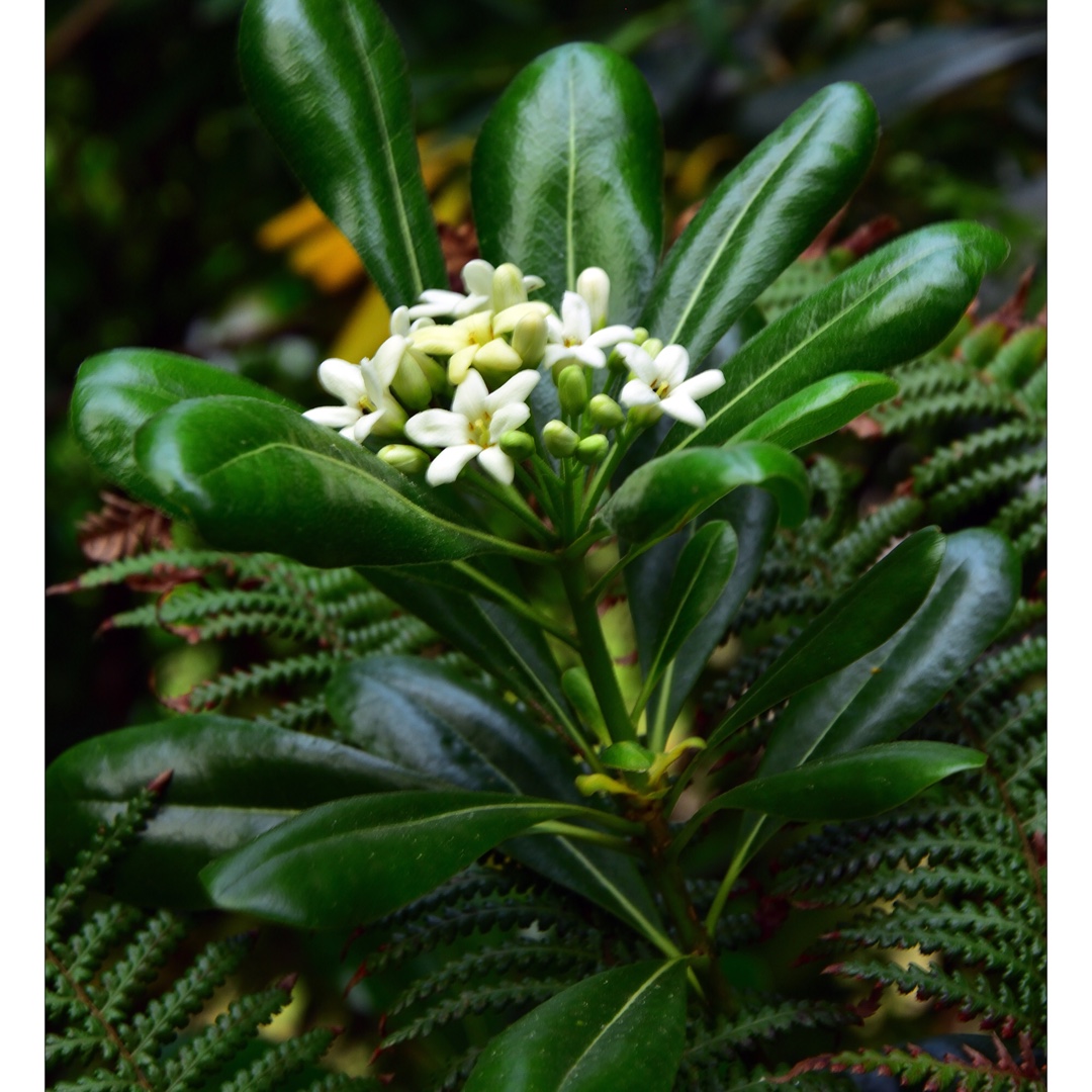 Japanese Pittosporum in the GardenTags plant encyclopedia