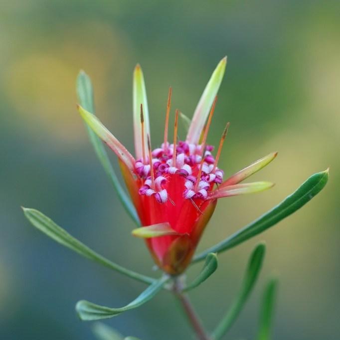 Mountain Devil in the GardenTags plant encyclopedia