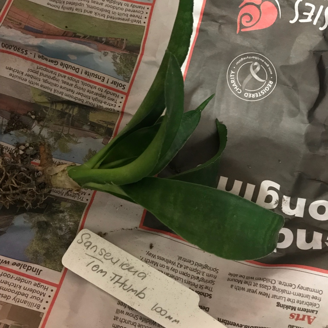 Snake Plant Tom Thumb in the GardenTags plant encyclopedia