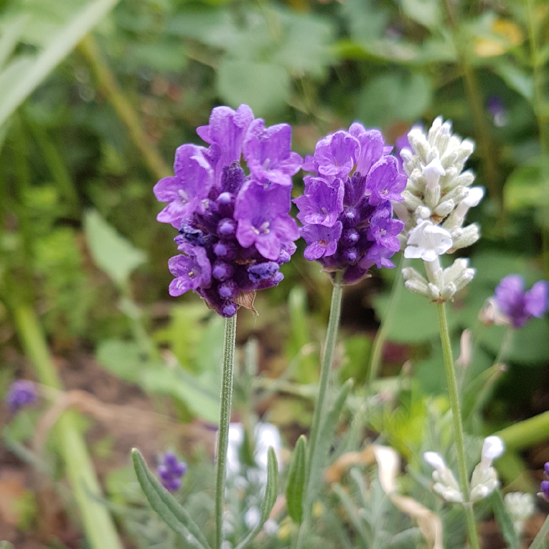 Lavender Peter Pan in the GardenTags plant encyclopedia