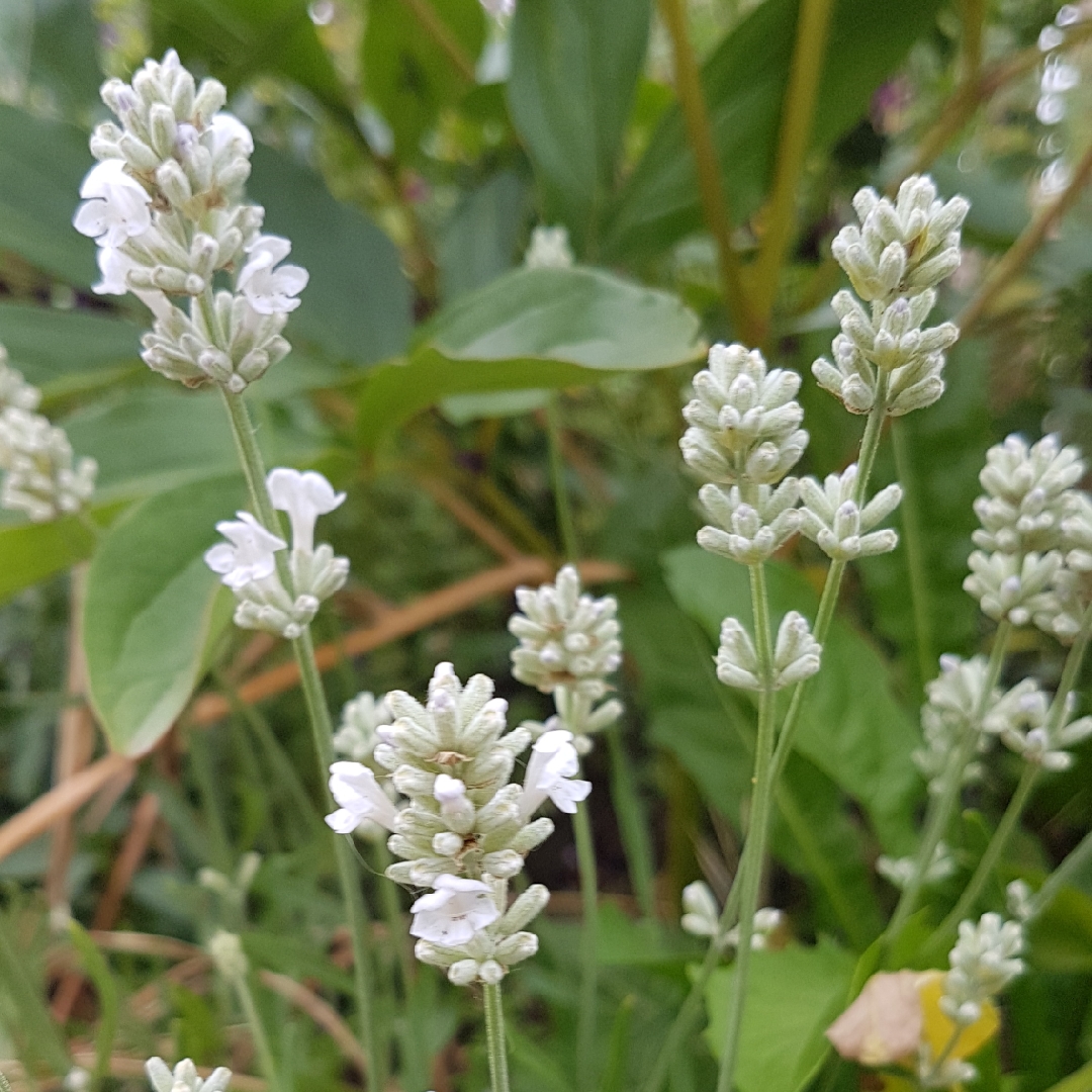 Lavender Arctic Snow in the GardenTags plant encyclopedia