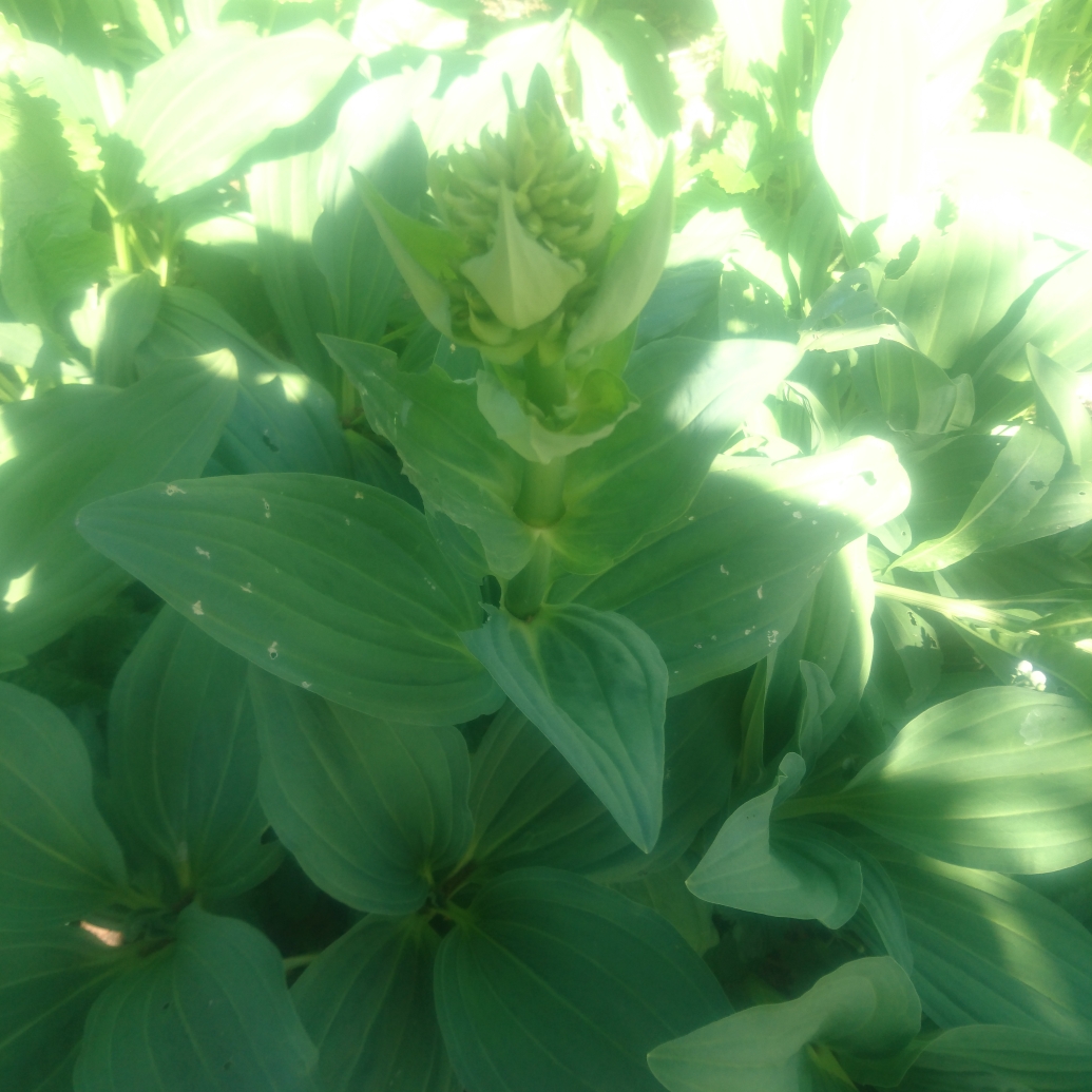 Great yellow gentian in the GardenTags plant encyclopedia