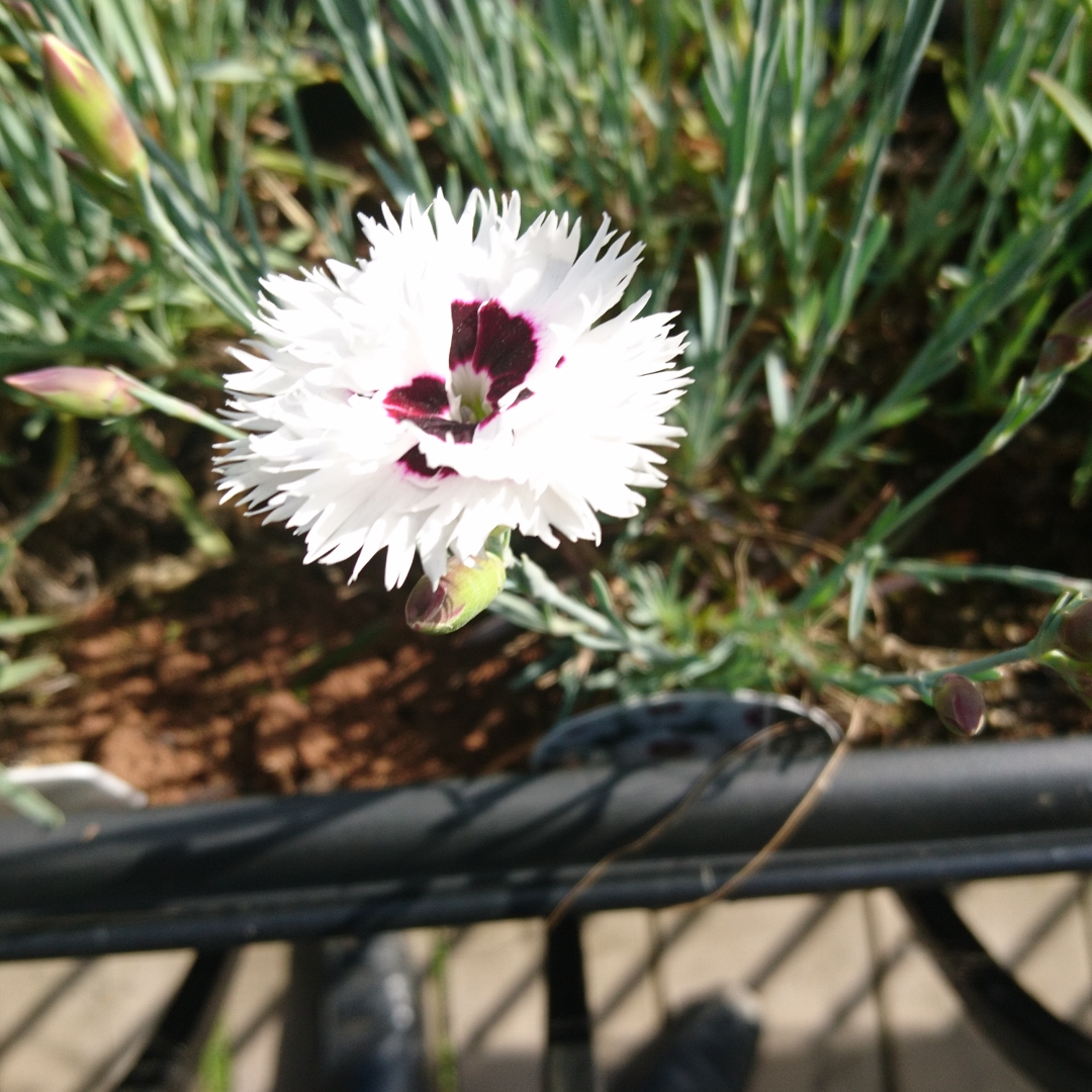 Pink Starry Eyes in the GardenTags plant encyclopedia