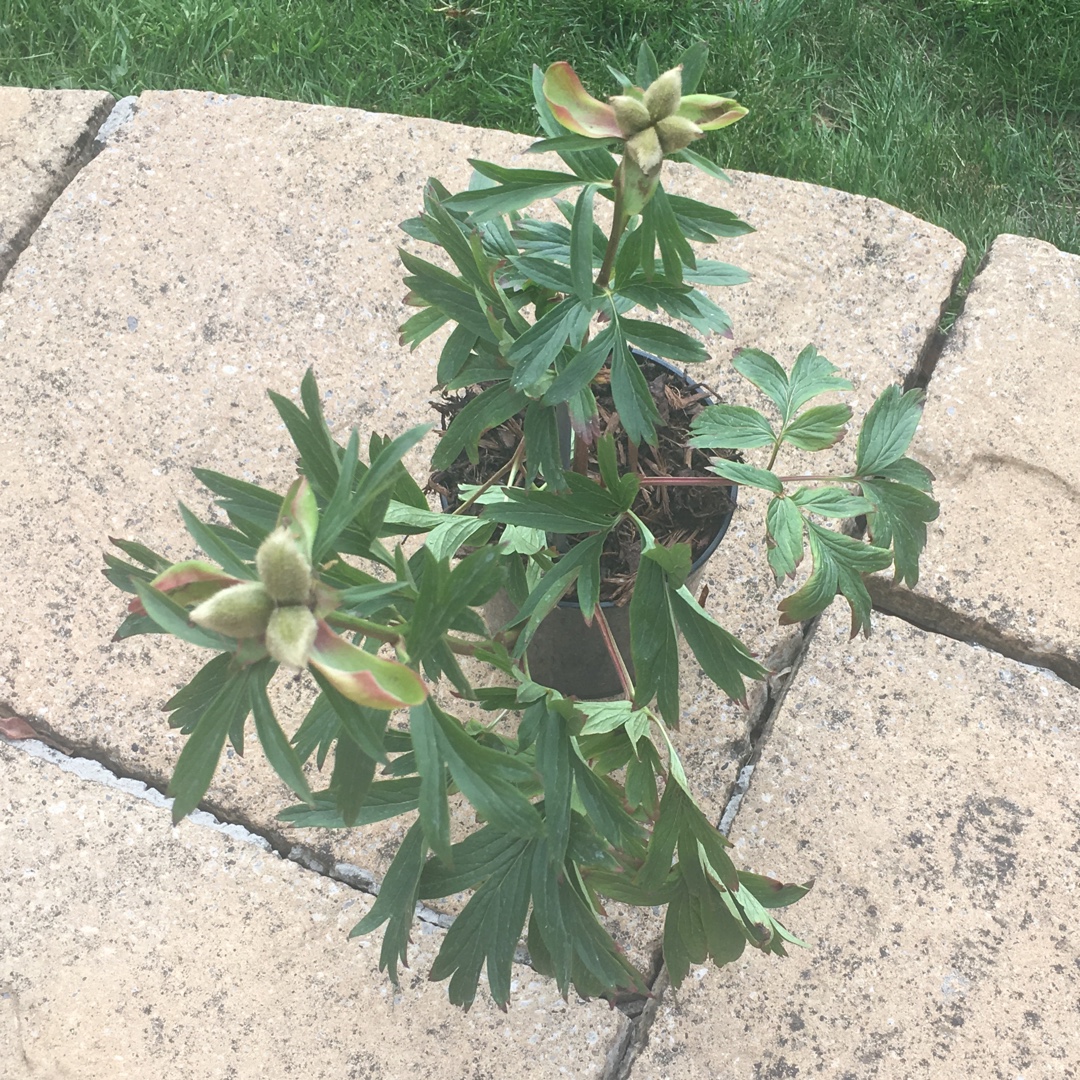 Peony Otto Froebel (Herbaceous) in the GardenTags plant encyclopedia