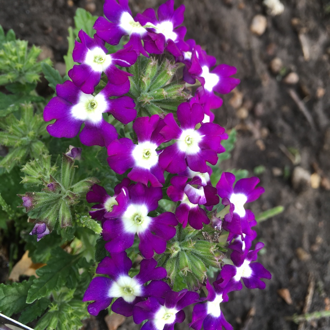 Verbena Obsession Blue With Eye in the GardenTags plant encyclopedia