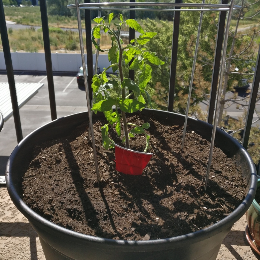 Tomato Black Beauty in the GardenTags plant encyclopedia