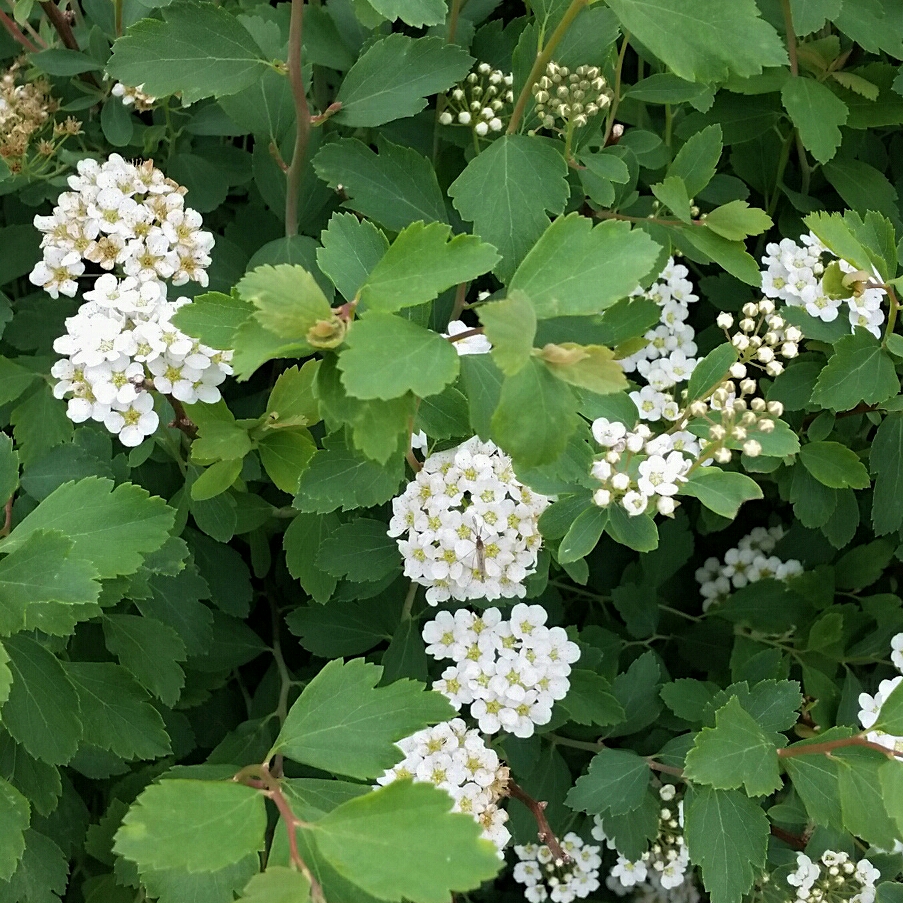 Threelobe Spiraea in the GardenTags plant encyclopedia