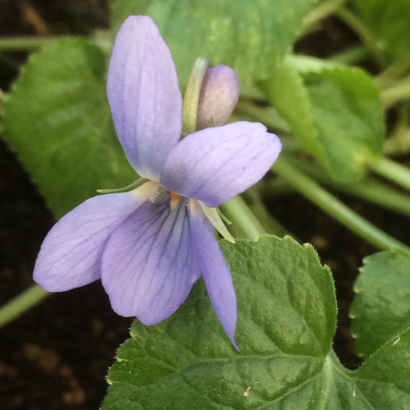 Sweet Violet Saint Helena in the GardenTags plant encyclopedia