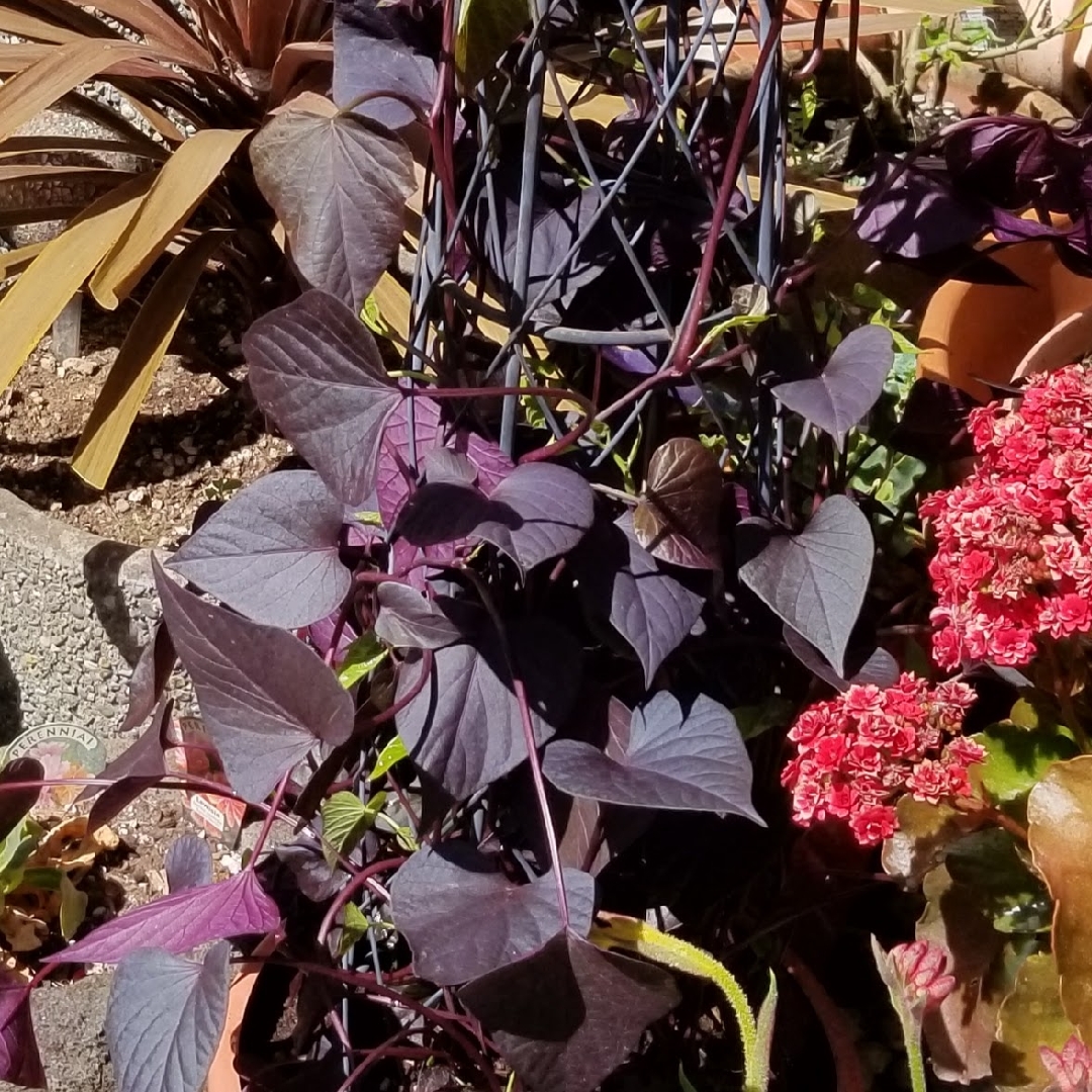 Sweet Potato Vine Solar Tower Black in the GardenTags plant encyclopedia