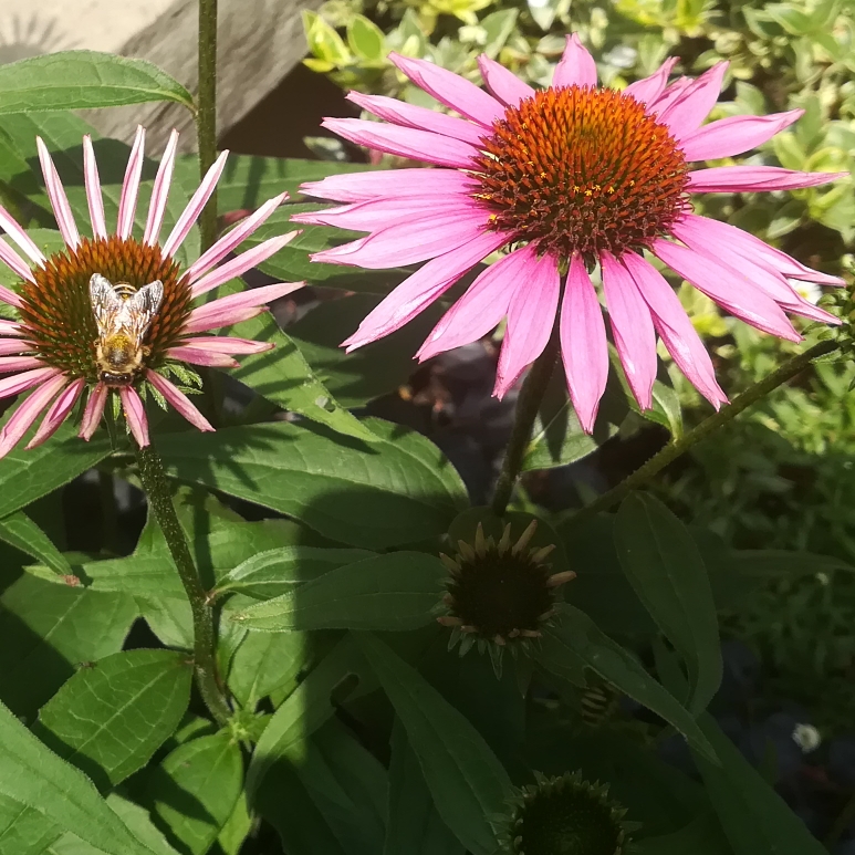 Coneflower Picadores in the GardenTags plant encyclopedia