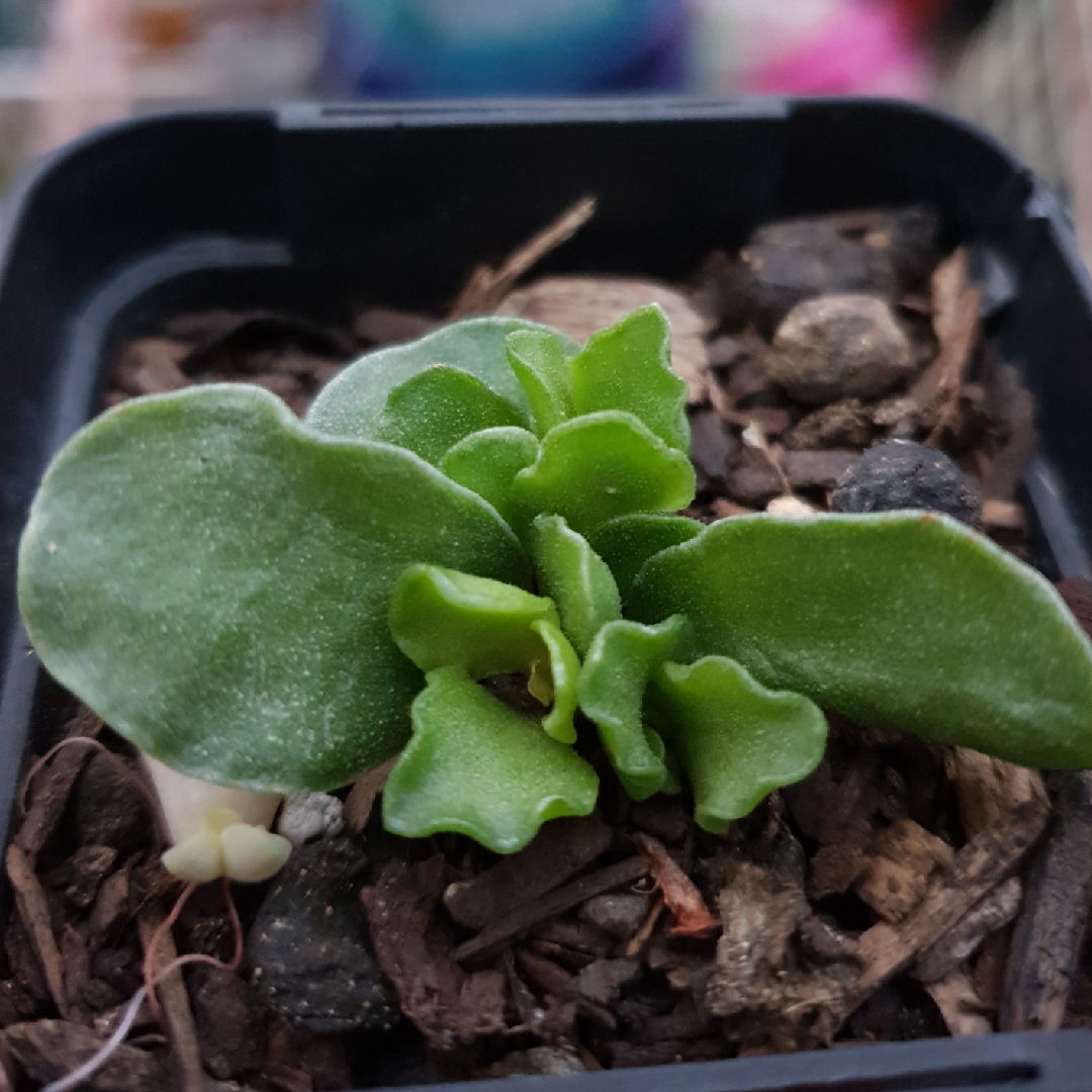 Crinkle Leaf Plant in the GardenTags plant encyclopedia