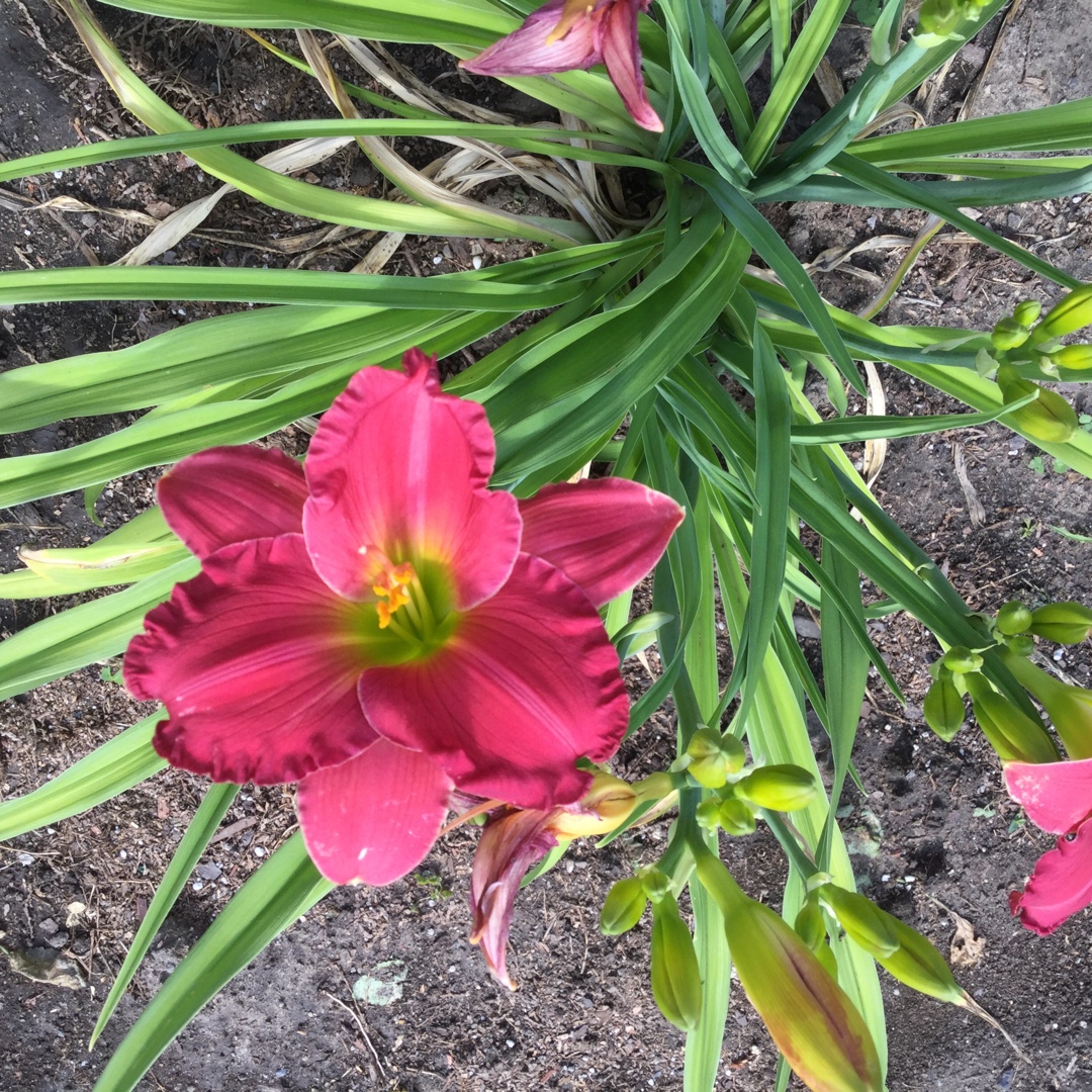 Daylily Dynamite Returns in the GardenTags plant encyclopedia