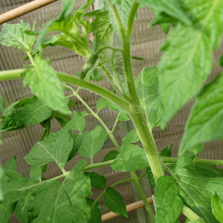 Tomato Ferline F1 in the GardenTags plant encyclopedia