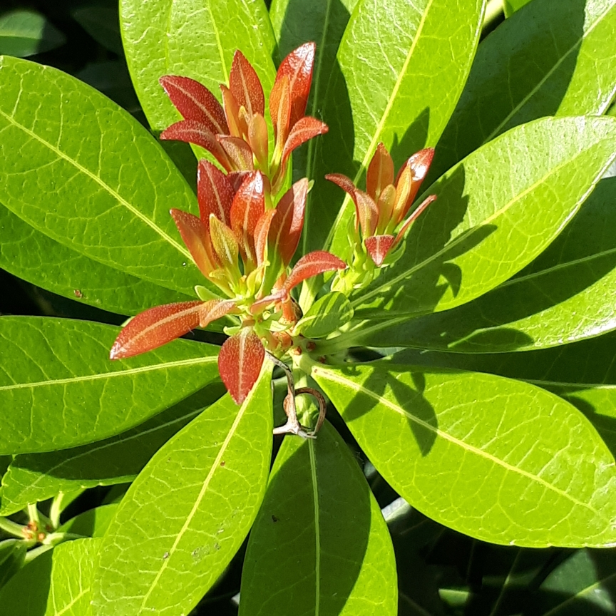 Pieris Temple Bells in the GardenTags plant encyclopedia