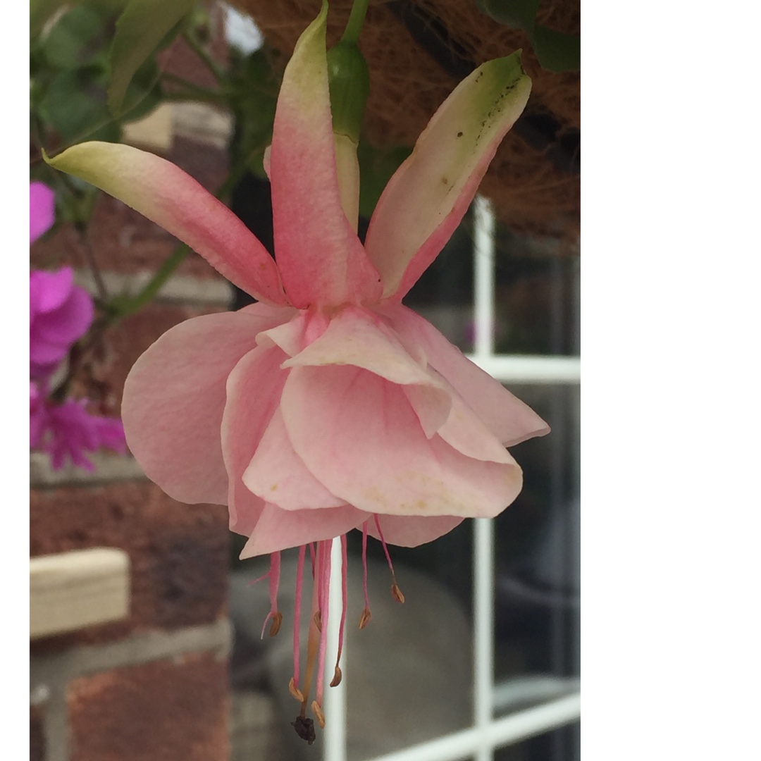 Fuchsia Claudia (Buds Of May Collection) in the GardenTags plant encyclopedia