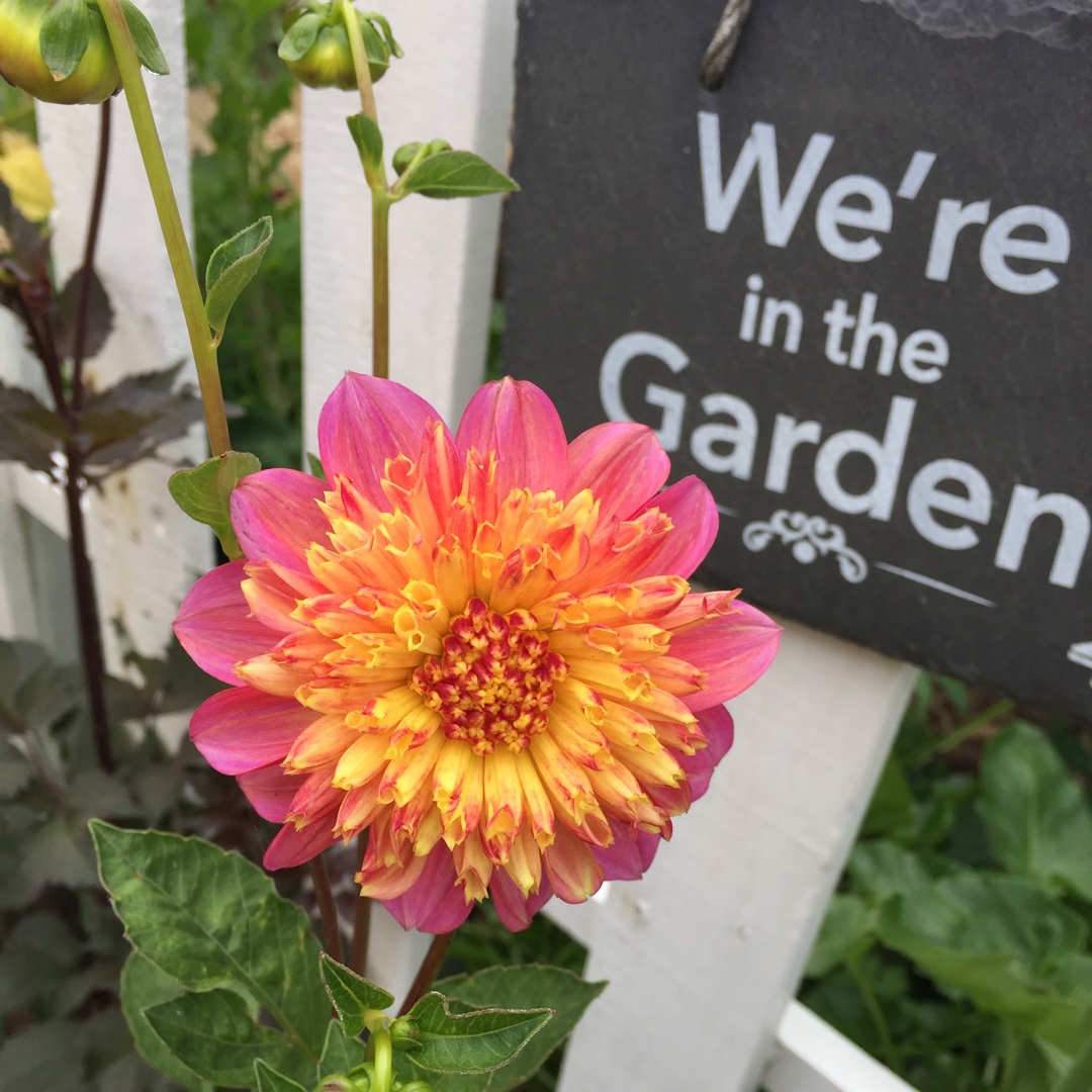 Dahlia Honey in the GardenTags plant encyclopedia