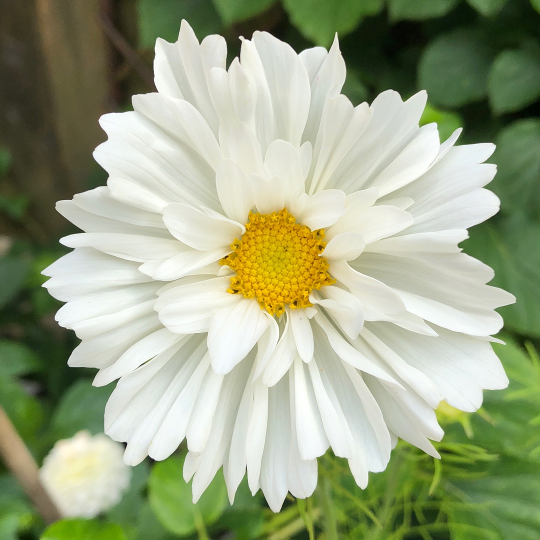 Cosmea Razzmatazz (Mix) in the GardenTags plant encyclopedia