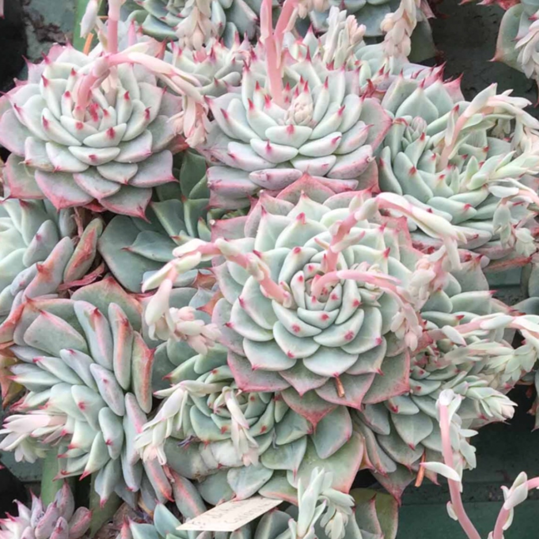 Echeveria Chihuahuaensis in the GardenTags plant encyclopedia