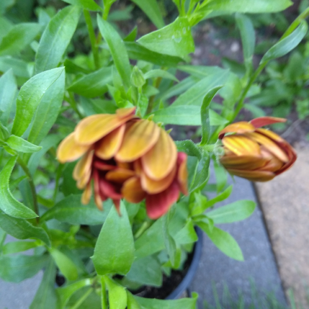 African Daisy Bronze in the GardenTags plant encyclopedia