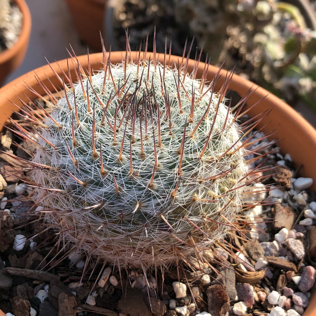 Mammillaria formosa subsp. chionocephala in the GardenTags plant encyclopedia