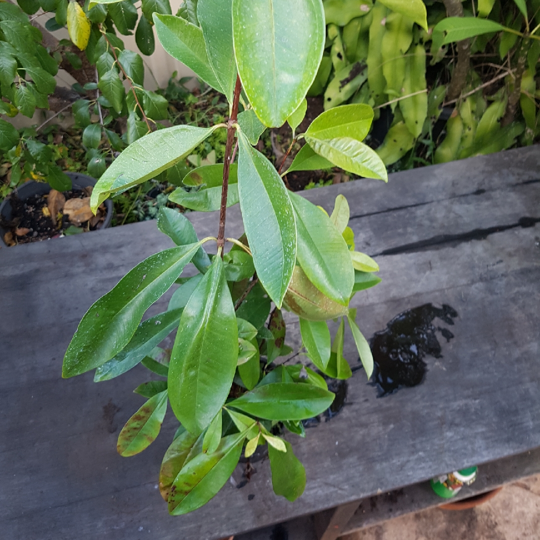 Grumichama in the GardenTags plant encyclopedia