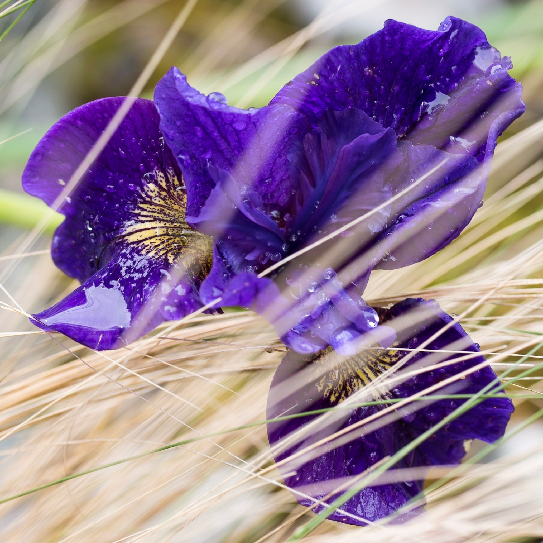 Siberian Iris Ruffled Velvet in the GardenTags plant encyclopedia