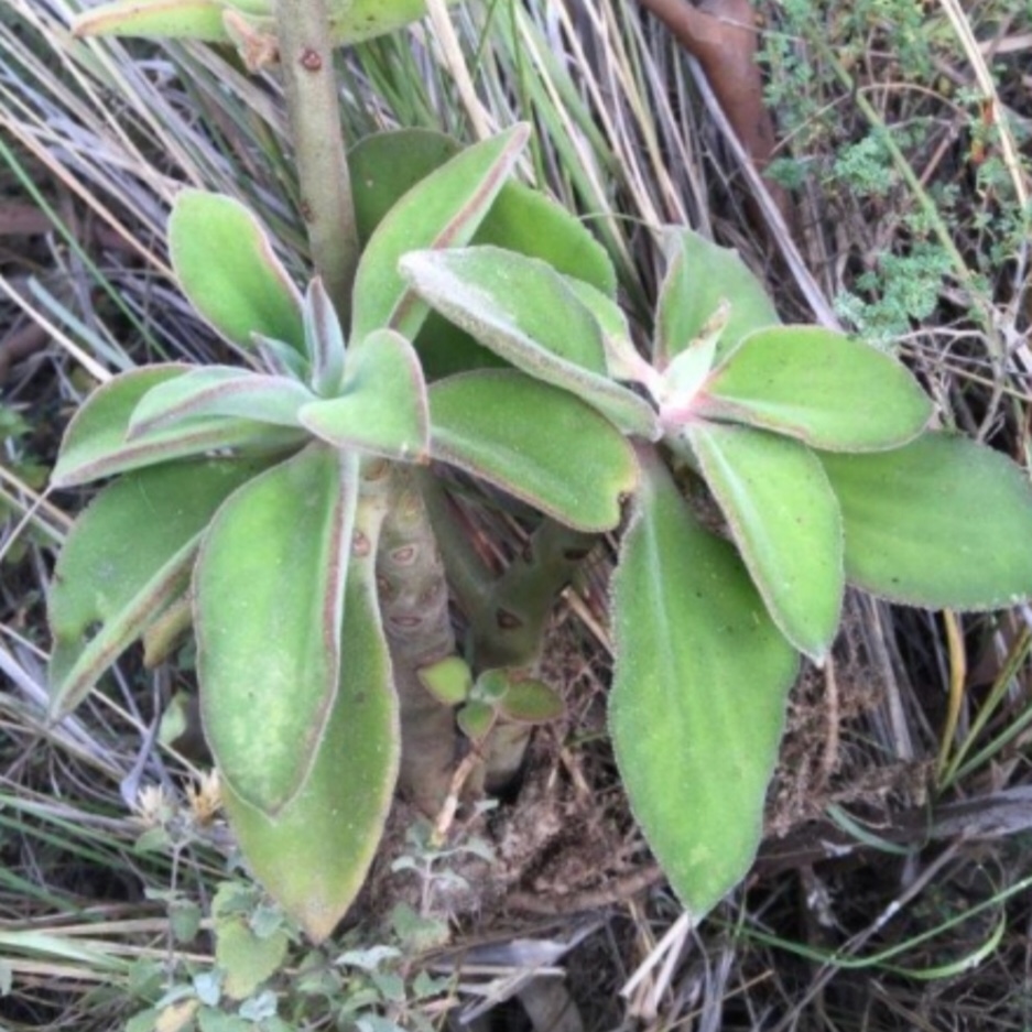 Echeveria Coccinea in the GardenTags plant encyclopedia