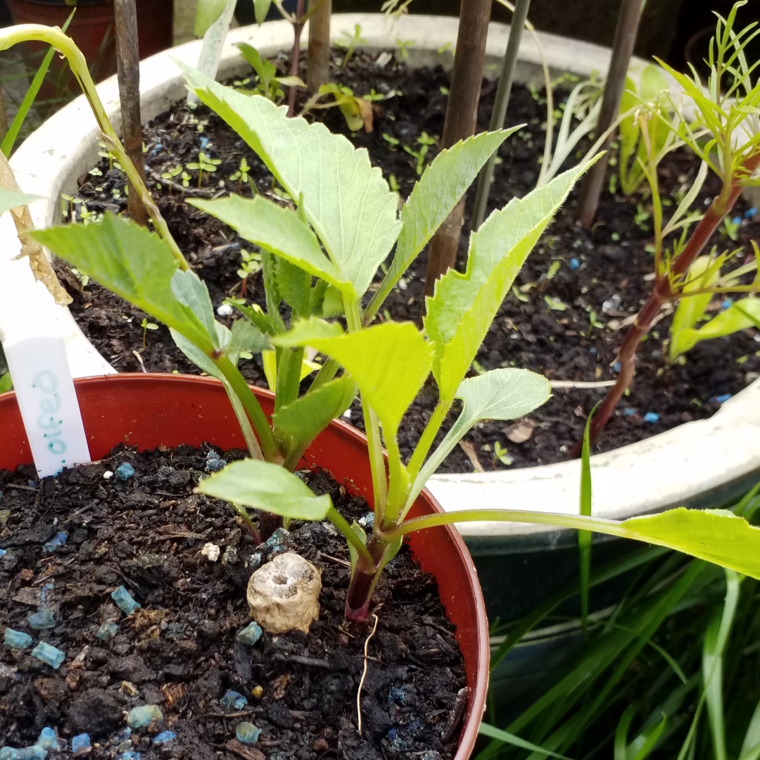 Dahlia Orfeo (Cactus) in the GardenTags plant encyclopedia