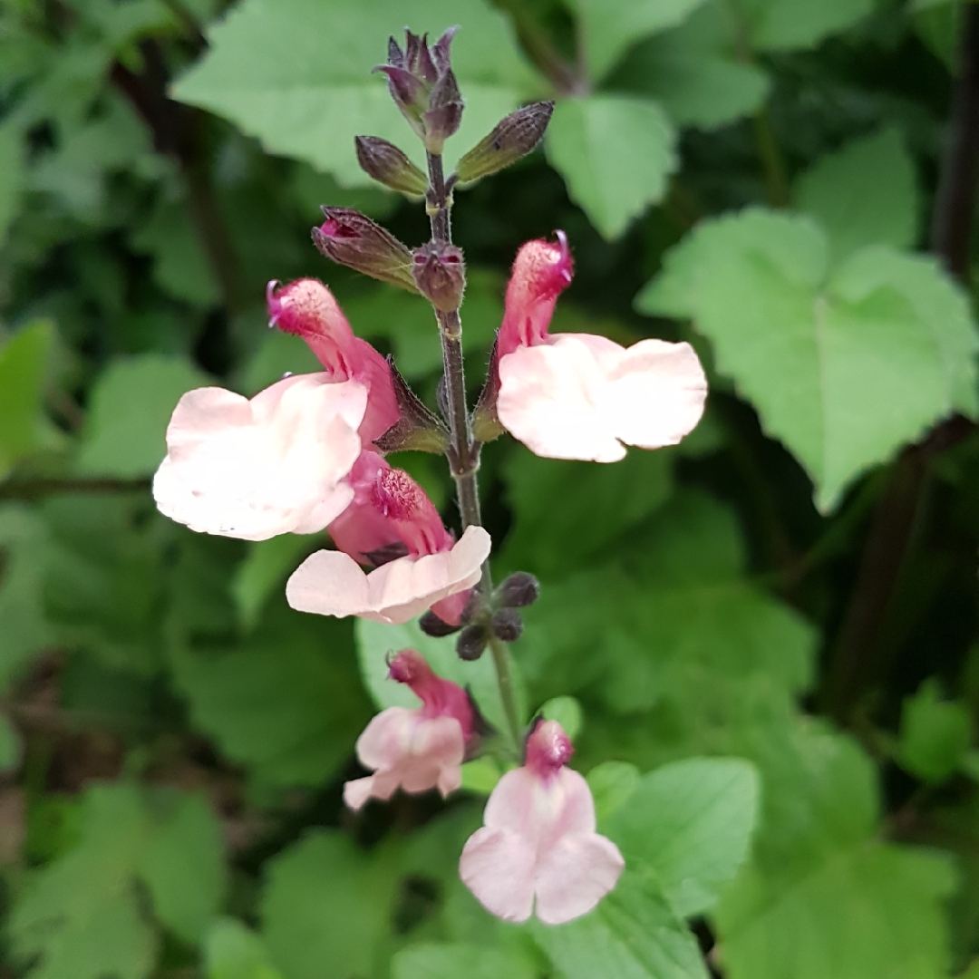 Salvia Strawberries and Cream in the GardenTags plant encyclopedia