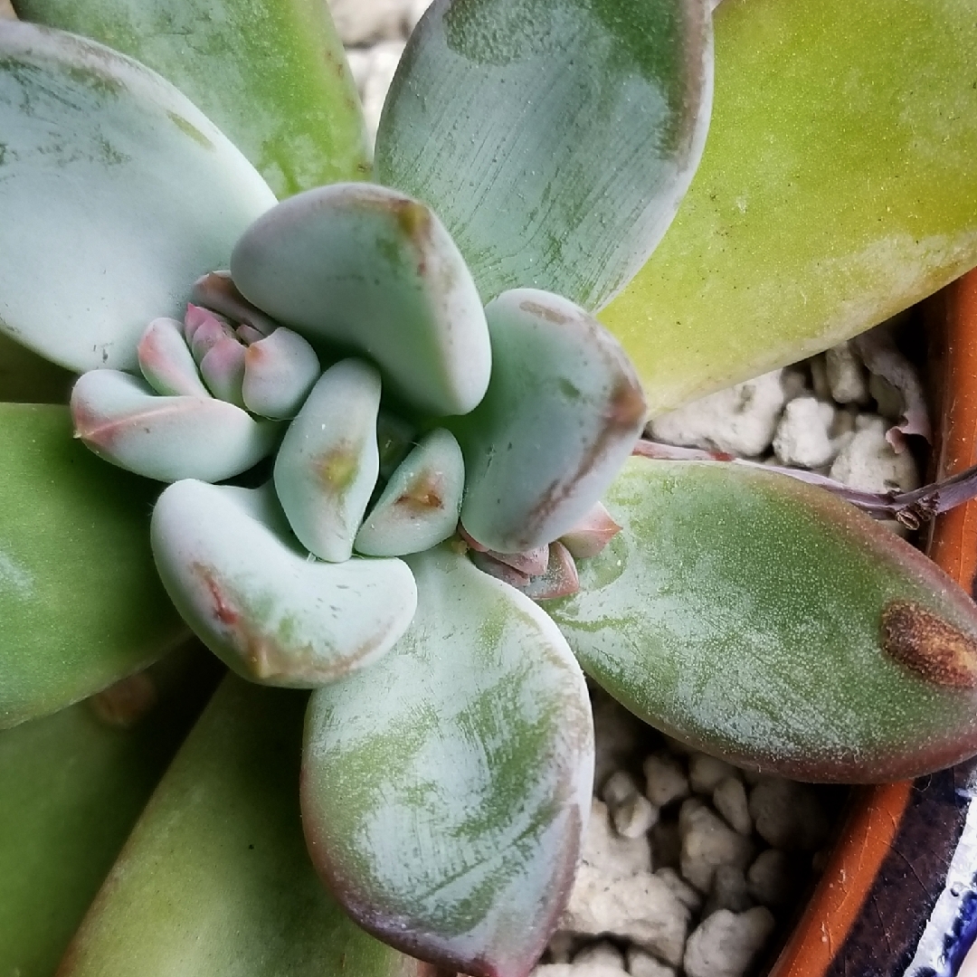 Pachyphytum Blue Quartz in the GardenTags plant encyclopedia