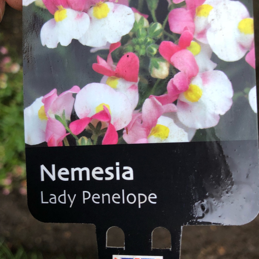 Nemesia Lady Penelope in the GardenTags plant encyclopedia