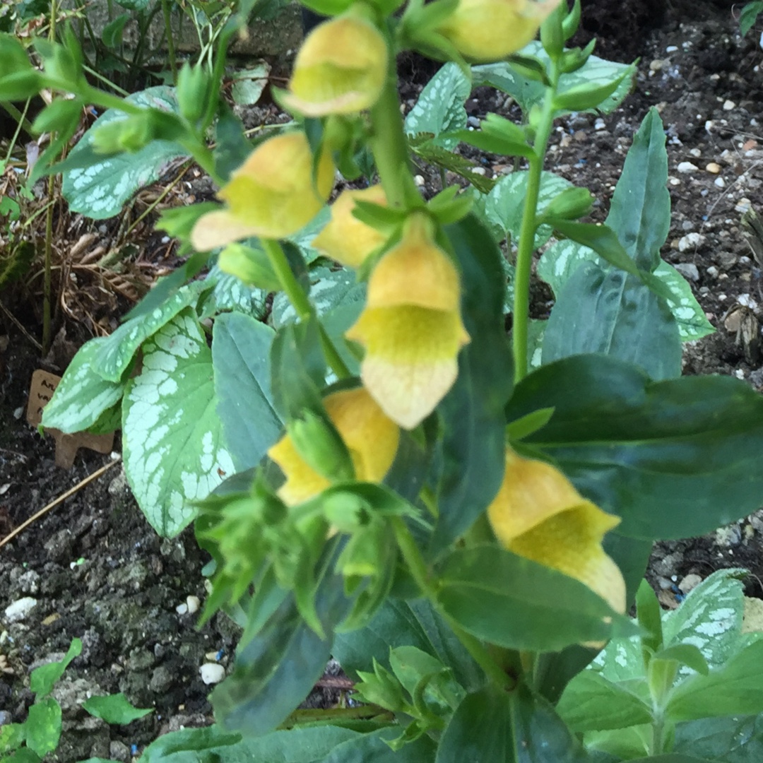 Foxglove Spice Island in the GardenTags plant encyclopedia