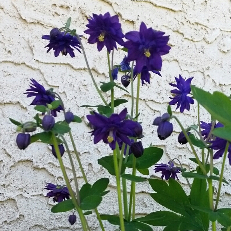 Columbine vulgaris  Blue Barlow in the GardenTags plant encyclopedia