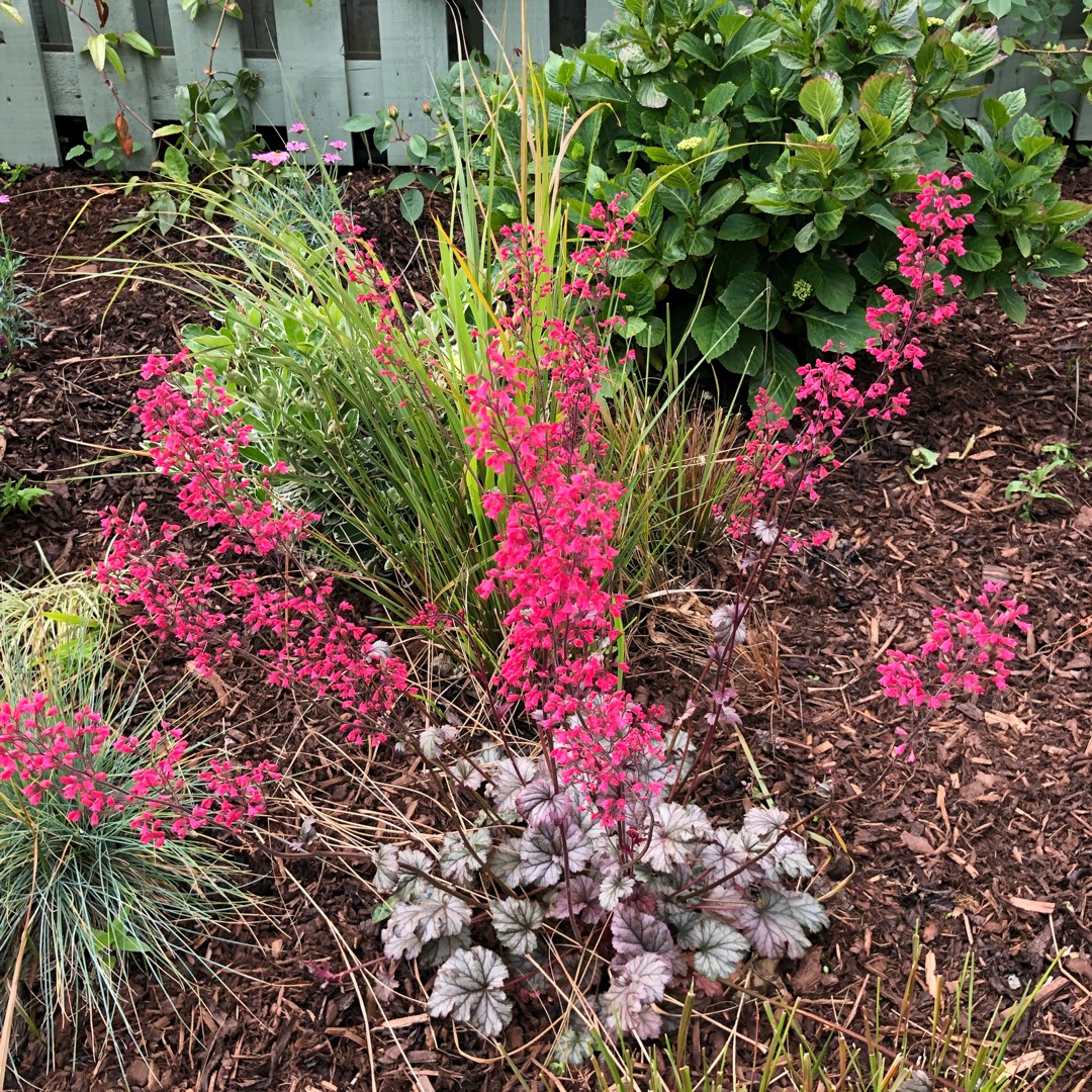 Alumroot Rave On in the GardenTags plant encyclopedia