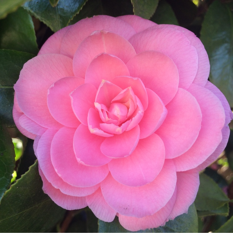 Camellia Prince William Frederick in the GardenTags plant encyclopedia