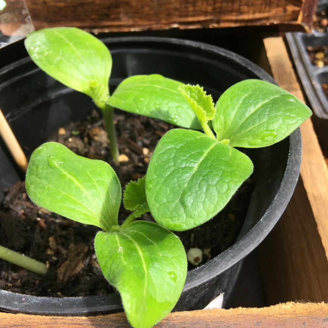 Zucchini Fordhook in the GardenTags plant encyclopedia