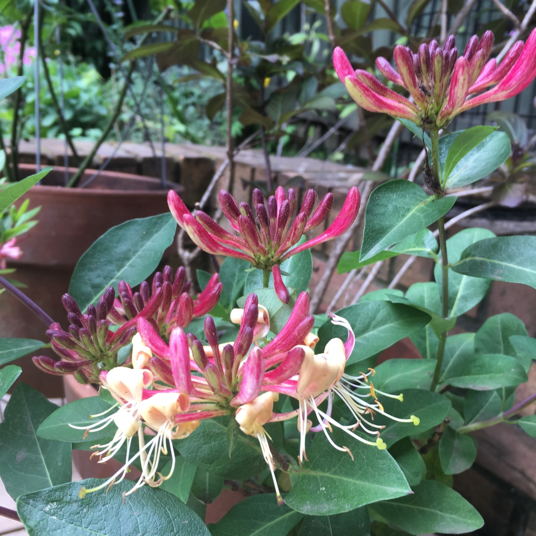 Honeysuckle Strawberries and Cream in the GardenTags plant encyclopedia