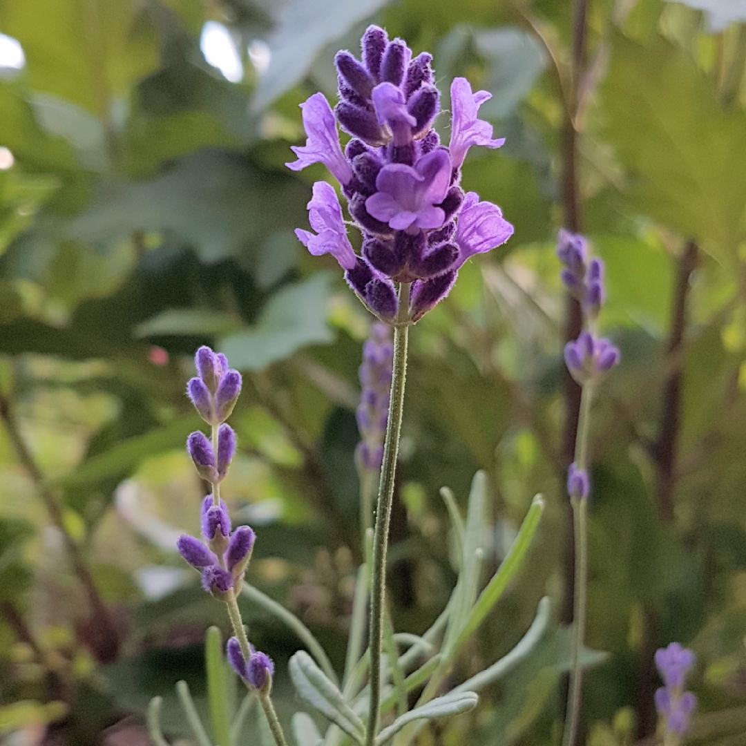 Lavender Little Lottie in the GardenTags plant encyclopedia