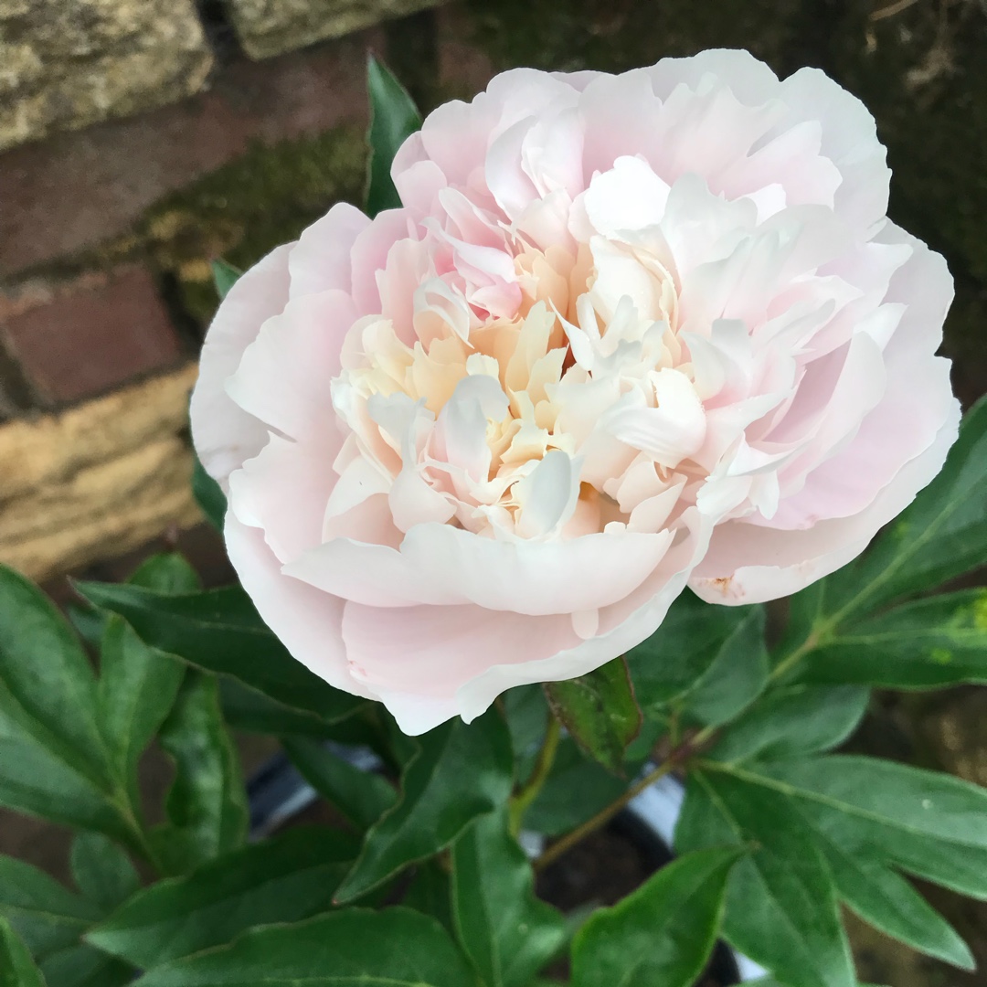 Peony Kelways Glorious (Herbaceous) in the GardenTags plant encyclopedia