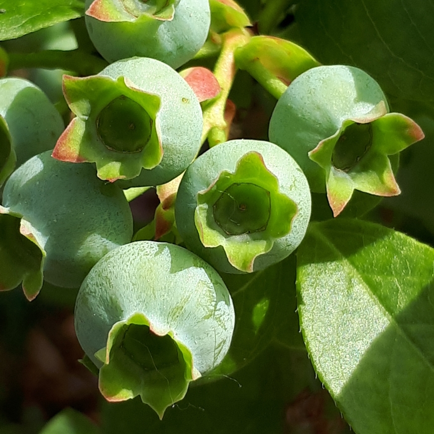 Blueberry Jelly Bean in the GardenTags plant encyclopedia