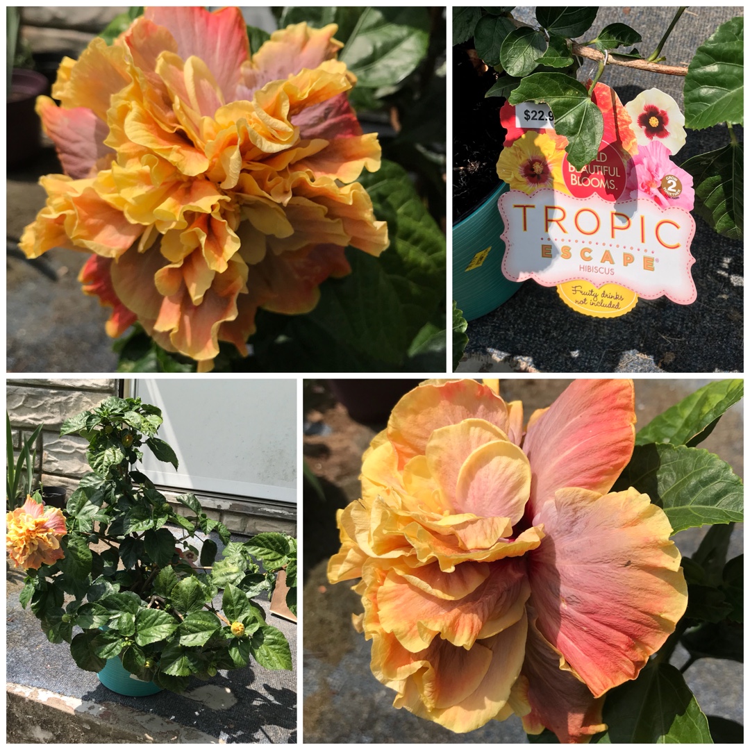 Hibiscus Queen Of Dreams in the GardenTags plant encyclopedia