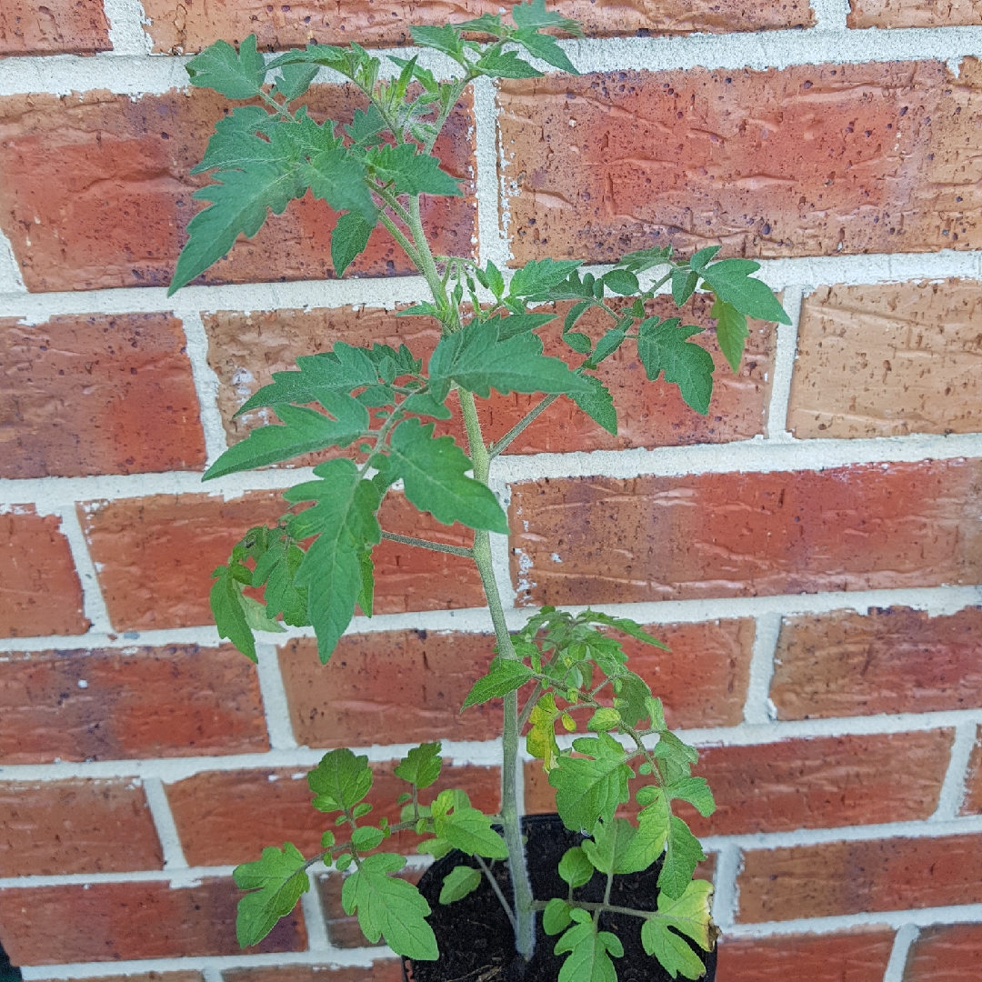 Tomato Apero in the GardenTags plant encyclopedia