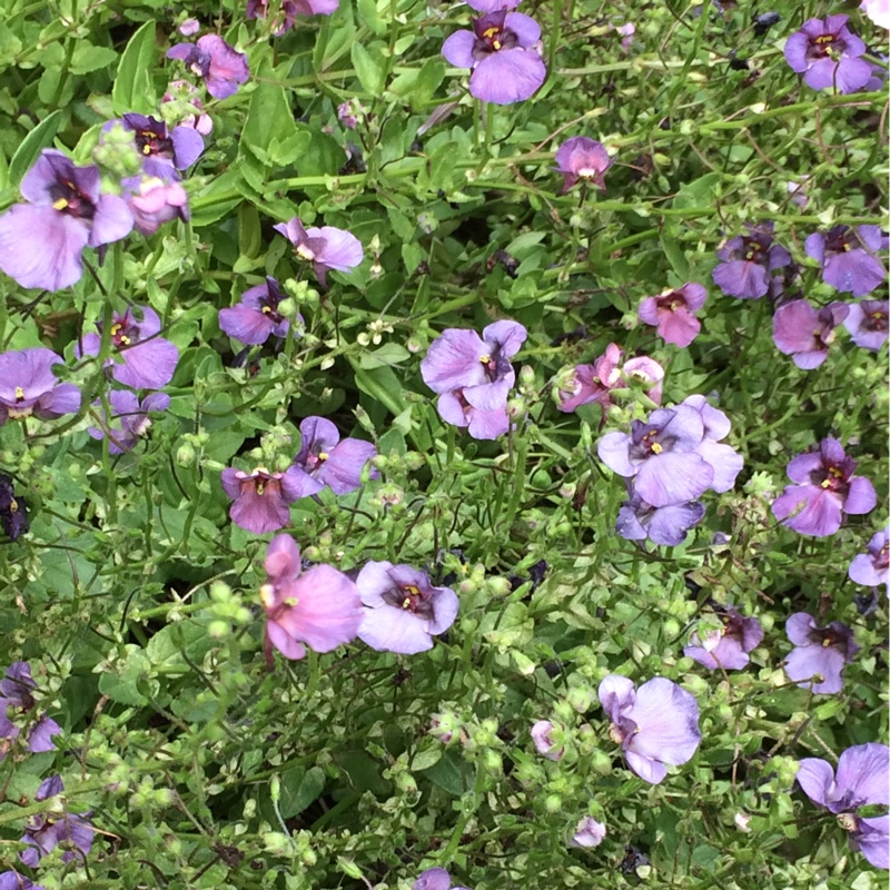 Twinspur Piccadilly™ Denim Blue in the GardenTags plant encyclopedia