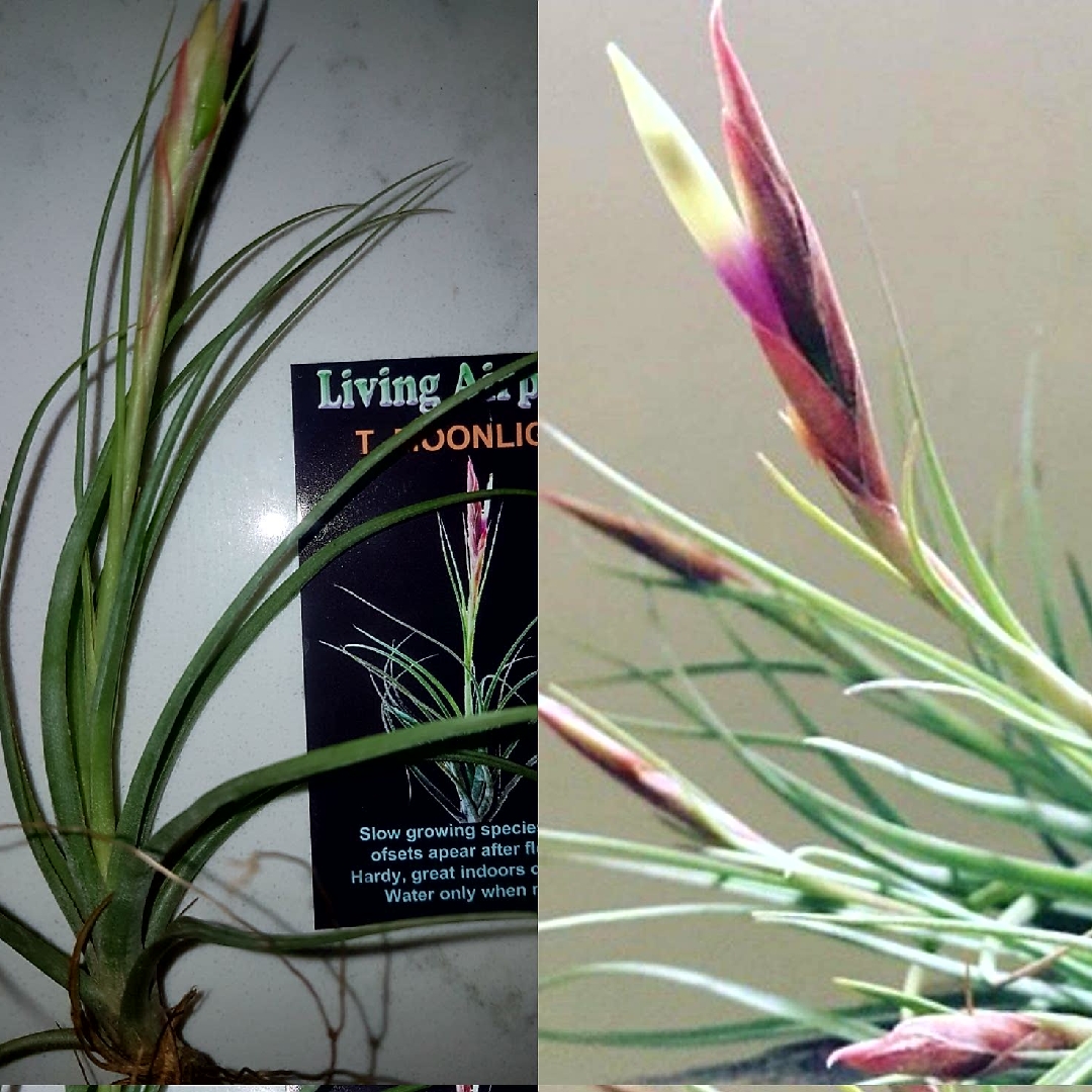 Airplant Moonlight in the GardenTags plant encyclopedia