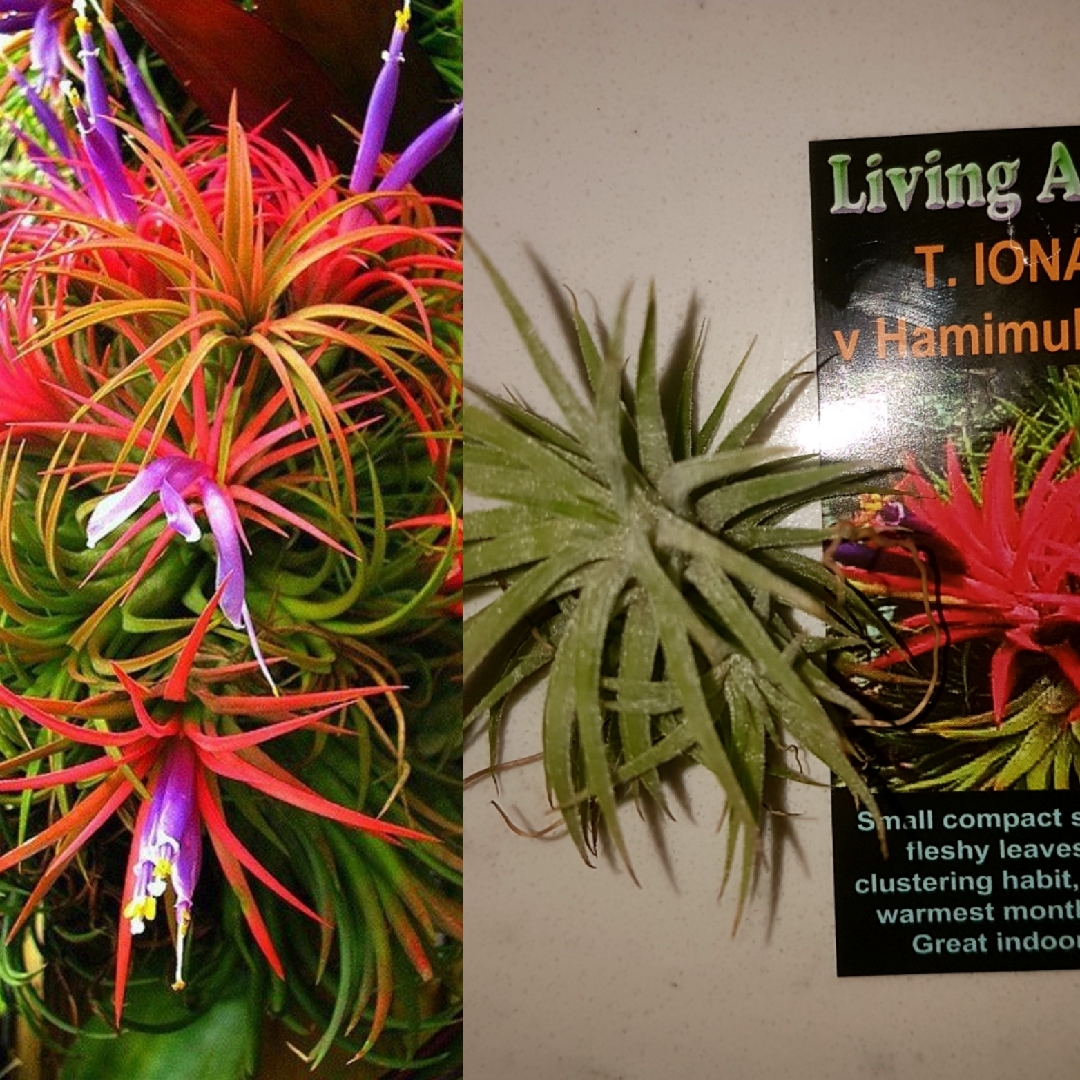 Tillandsia Ionantha v Hamimula Mexico in the GardenTags plant encyclopedia