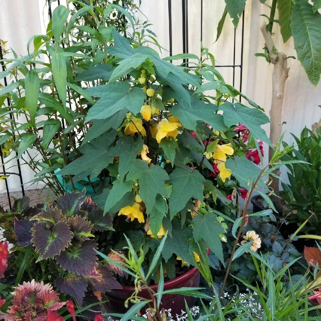 Flowering Maple Lucky Lantern Yellow in the GardenTags plant encyclopedia