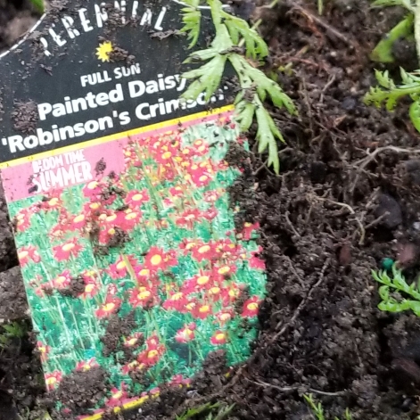 Painted Daisy Robinsons Crimson in the GardenTags plant encyclopedia