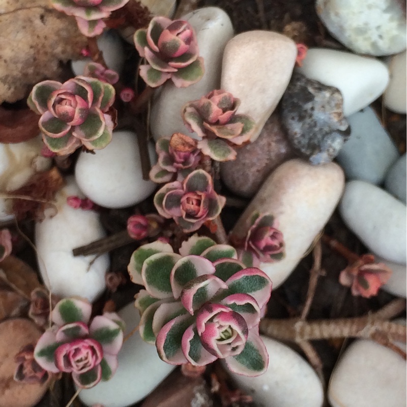 Sedum Spurium Tricolor in the GardenTags plant encyclopedia