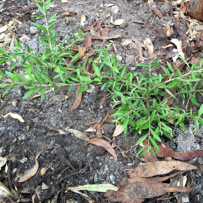 Grevillea Canterbury Gold in the GardenTags plant encyclopedia